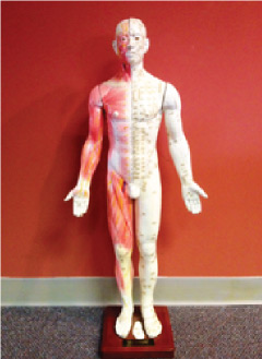 A model of the human body with red and white markings.